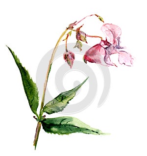 Pink isolate balsam flower in watercolor