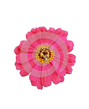 A pink isolated flower on a white background
