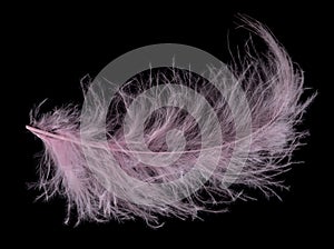 Pink isolated fluffy feather on black
