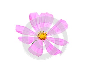 A pink isolated pink flower isolated white