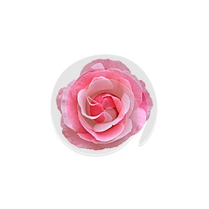 Pink isolated rose without leaves delicate flower branch, cutout object for decor, cards, soft focus