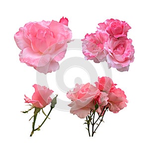 Pink isolated roses set delicate flowers on white background, cutout object for decor, design, invitations, cards, soft focus