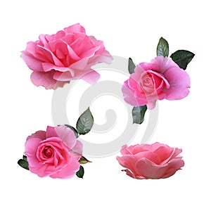 Pink isolated roses set with leaves delicate flower branches, cutout objects for decor, design, invitations, cards, soft focus