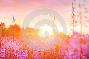 Pink Ivan-tea Or Epilobium Herbal Tea On Sunset Field, Close-Up. Flowers Of Rosebay Willowherb In The Sunset photo