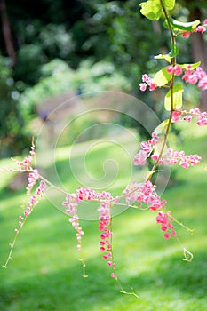 Pink ivy flowers in garden