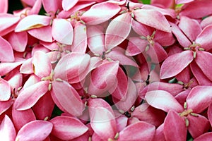 pink Ixora