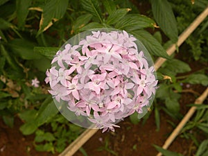 Pink Ixora coccinea flowers