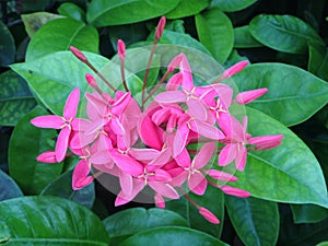 Pink Ixora Coccinea Flowers in South Beach, Miami.