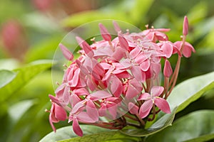pink ixora flowers
