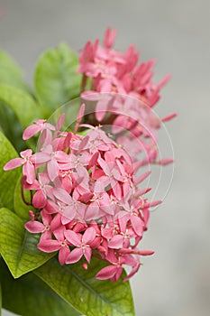 Pink ixora flowers