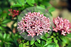 Pink ixora flowers