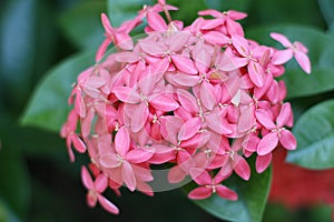 Pink Ixora flowers