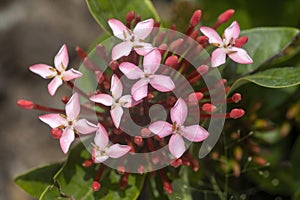 Pink Ixora flowers and buds