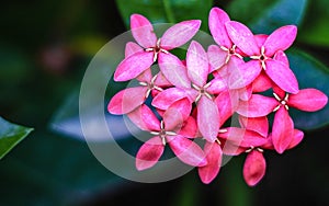Pink Ixora flowers