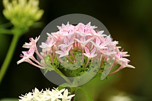 Pink Ixora flowers on Natural green garden.