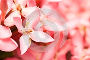 Pink Ixora or West Indian Jasmine Flower