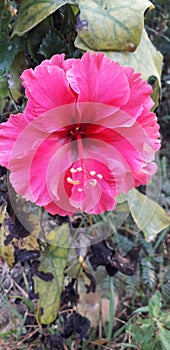 Pink jaba flower on morning