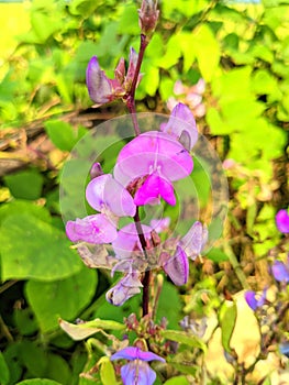 Pink Jack bean flower (Lablab purpureus) is a type of legume from the Fabaceae family (Leguminosae)