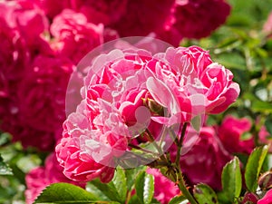 Pink Japan Rose