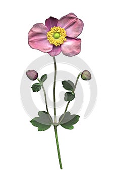 Pink Japanese Anemone Bloom on White