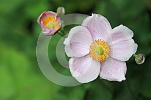 Pink Japanese anemone flower in close up