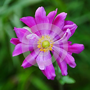 Pink Japanese Anemone Flower Closeup