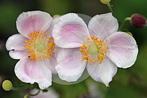 Pink Japanese anemone flowers in close up