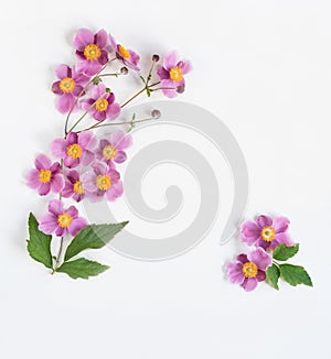 Pink Japanese Anemone Sprig on White