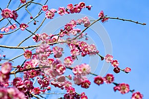 Pink Japanese apricot blossoms blooming in the forest in early spring.