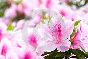 Pink japanese azalea