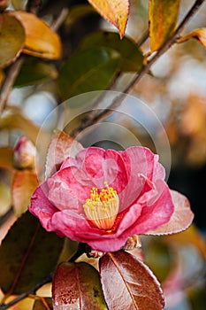 Pink Japanese Camellia flower close up shot