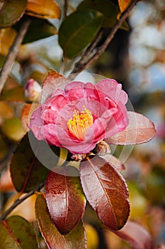 Pink Japanese Camellia flower close up shot