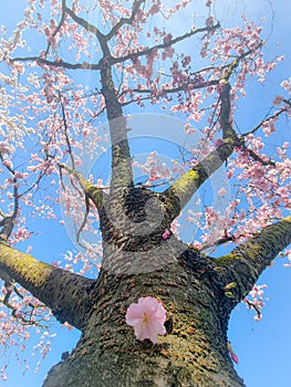 Pink japanese cherry blossom garden in Amsterdam in full bloom, Bloesempark - Amsterdamse Bos Netherlands