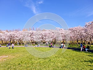 Pink japanese cherry blossom garden in Amsterdam in full bloom, Bloesempark - Amsterdamse Bos Netherlands