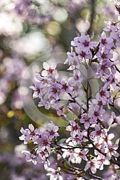 Pink Japanese cherry Blossom (Sakura tree) spring season or hanabi season in japan, outdoor pastel color background