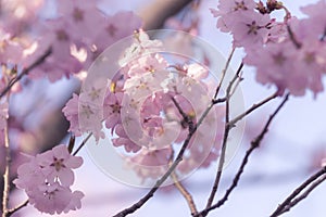 Pink Japanese cherry Blossom (Sakura tree) spring season or hanabi season in japan, outdoor pastel color background