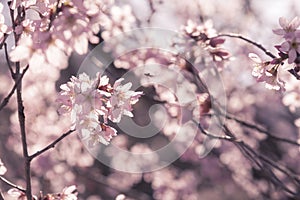 Pink Japanese cherry Blossom & x28;Sakura tree& x29; spring season or hanabi season in japan, outdoor pastel color background