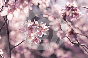 pink Japanese cherry Blossom & x28;Sakura tree& x29; spring season or hanabi season in japan, outdoor pastel color background