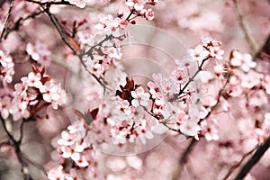 Pink Japanese Cherry Blossom Spring Time Abstract Background