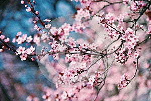 Pink Japanese Cherry Blossom Spring Time Abstract Background