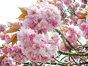 Pink Japanese cherry blossoms