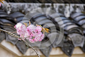 Pink Japanese cherry blossoms flower or sakura bloomimg on the tree branch. Small fresh buds and many petals layer romantic