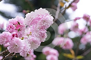 Pink Japanese cherry blossoms flower or sakura bloomimg on the tree branch. Small fresh buds and many petals layer romantic