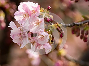 Pink Japanese plum blossoms in full bloom 1