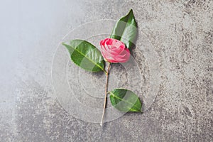 Pink japonese camellia on gray background. Copy space. Flat lay.