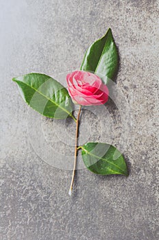 Pink japonese camellia on gray background. Copy space. Flat lay.