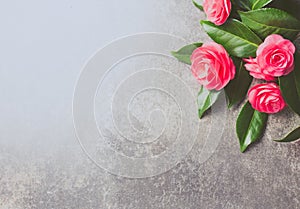 Pink japonese camellia on gray background. Copy space. Flat lay.