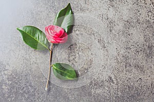 Pink japonese camellia on gray background. Copy space. Flat lay.