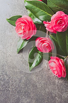 Pink japonese camellia on gray background. Copy space. Flat lay.