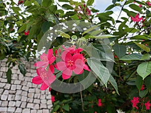 This pink jatropa flower is a flower that is still in the family of ephorbia, so beautiful planted on the wall